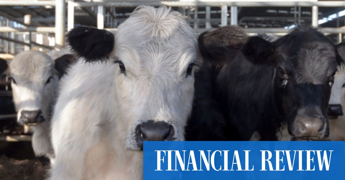 China’s new quotas could slash Australian beef exports by a third