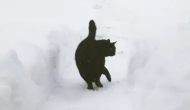 Snowfall and 'minus 20' - forecasters surprised with the forecast for the beginning of the new week in Latvia