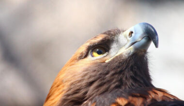 A magányos pusztai fák, a madarak forgalmas találkozóhelyei