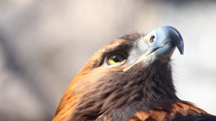 A magányos pusztai fák, a madarak forgalmas találkozóhelyei