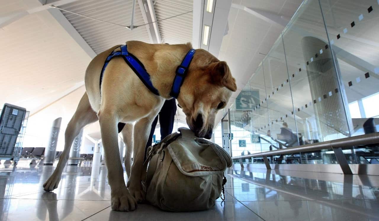 A detector dog wearing a blue harness and collar sniffs a bag at an airport lounge.