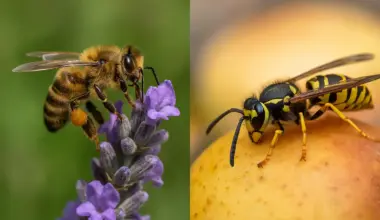 bees and wasps