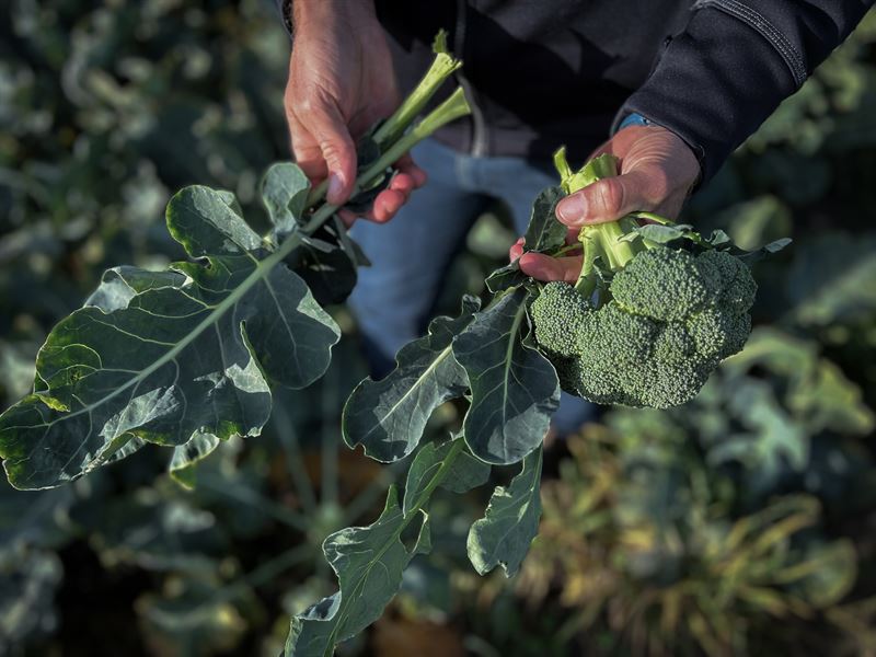 Svinn i fält - broccoliplanta_Axfoundation (1).jpg