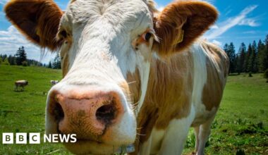 From blue-green algae to bluetongue virus