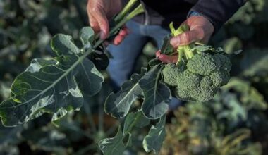Half of Sweden’s Broccoli Is Left in the Field – Now the Leaves Are Put to Use with IKEA