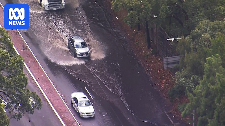 Woman dies after tree falls on her car south of Wollongong as winds and rain lash NSW coast