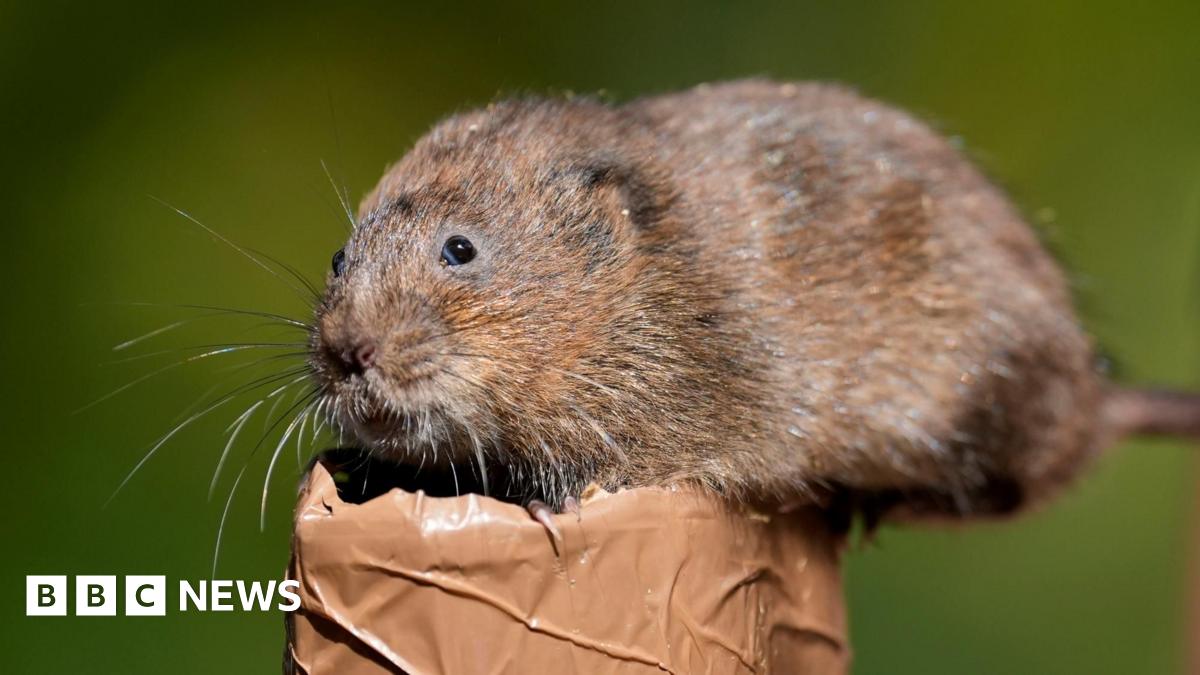 A water vole sits on a log in a river. It is brown and furry with long whiskers and small black eyes.