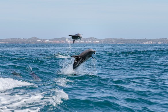 After the swim, the dolphins ride the wake of the boat.