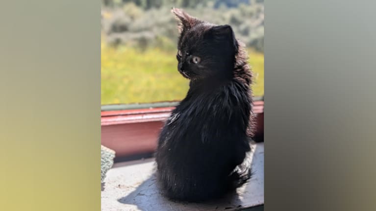 Bluffy enjoying life in the indoors.