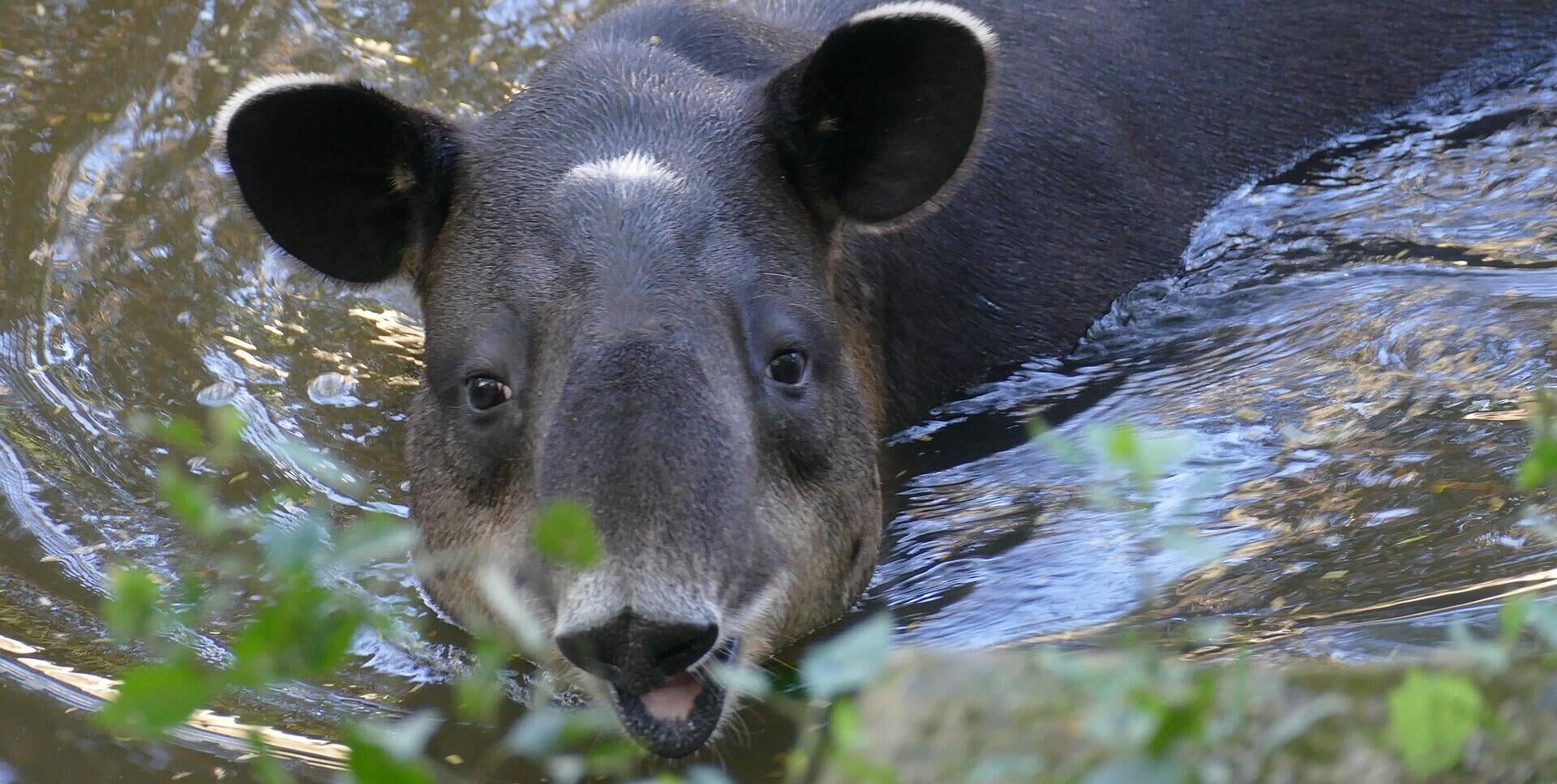 Deforestation climbs in Central America’s largest biosphere reserve