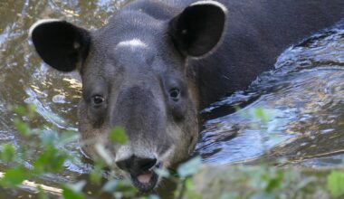 Deforestation climbs in Central America’s largest biosphere reserve