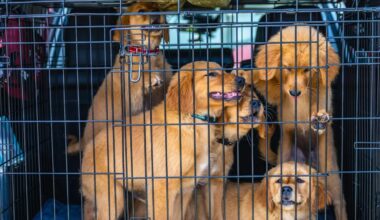 Paradosso Italia: abbiamo più cani che bambini