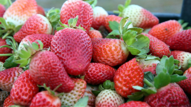 France to halt imports of fruit with banned pesticide residues