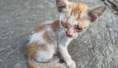 Cette campagne visant les chats d’extérieur pose aussi les bases d’une collaboration de l’asile de Gasperich avec d’autres refuges: apas.lu, asile.lu, sepa.lu et S.O.S animaux.