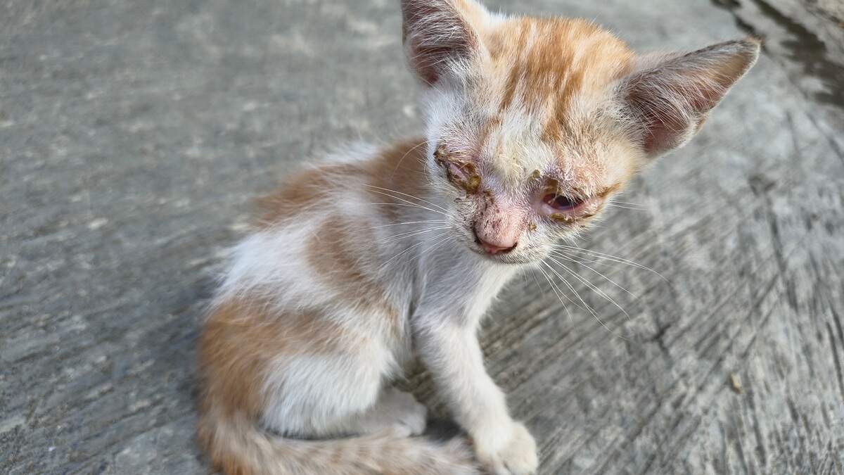 Cette campagne visant les chats d’extérieur pose aussi les bases d’une collaboration de l’asile de Gasperich avec d’autres refuges: apas.lu, asile.lu, sepa.lu et S.O.S animaux.