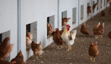 Bond market open to Ukraine for first time since Russia invasion