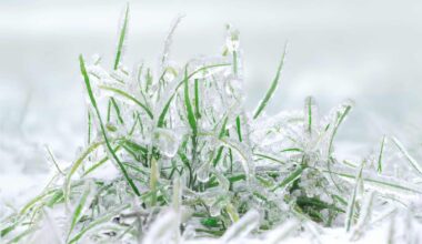 closeup of frosted grass plants by Serhii Ivankin via iStock