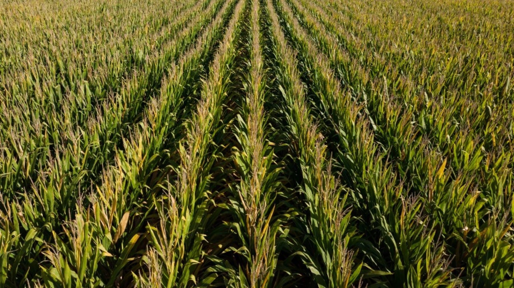 Rows of green corn plants grow in a field, viewed from above, forming parallel lines that extend into the distance.