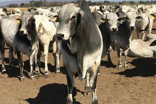 Brazil records export high in 2025 despite trade war with the U.S.