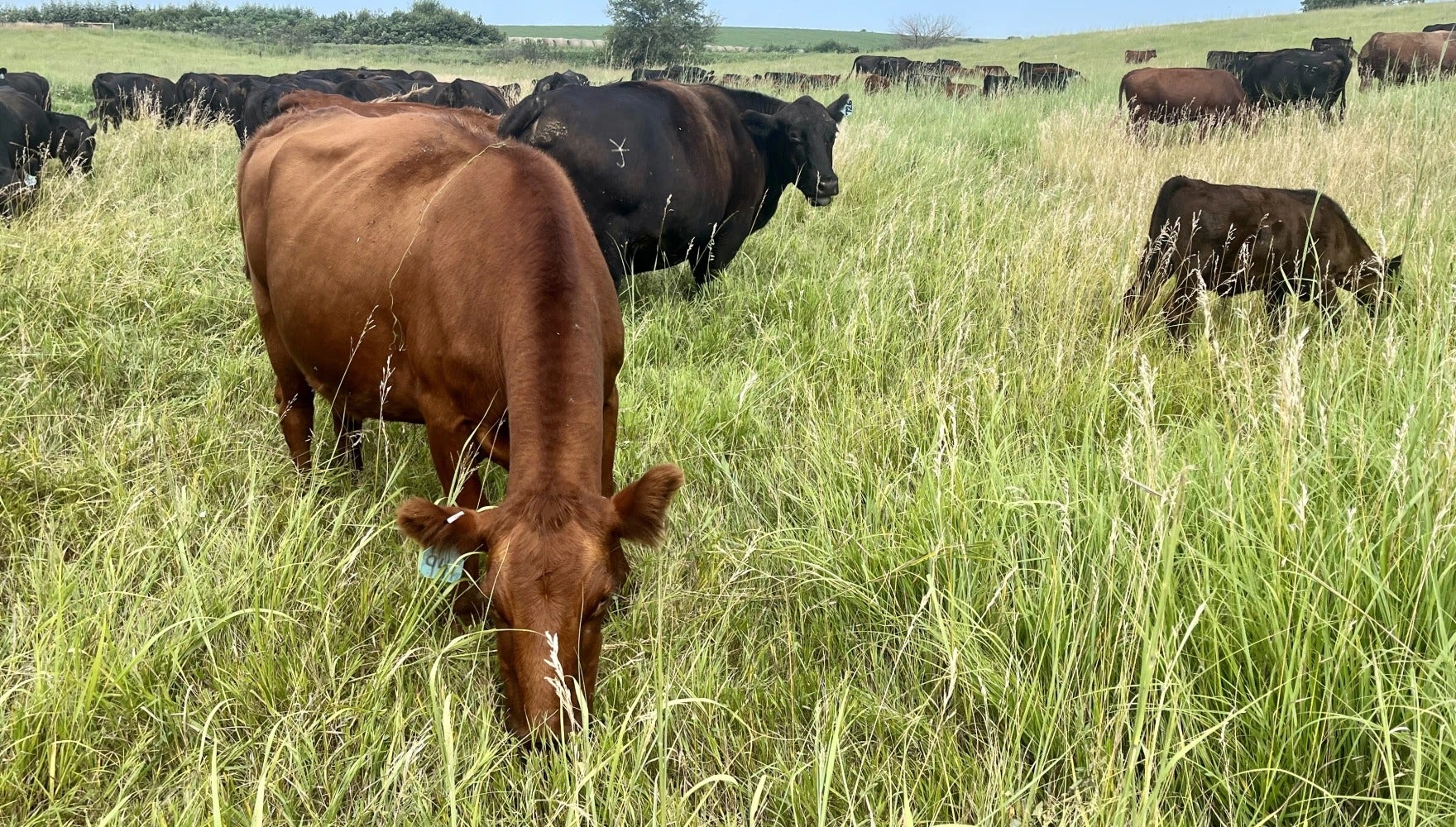 A herd of cows grazes in a grassy field, with one brown cow in the foreground eating grass.