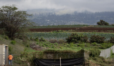 Trade wars take toll on Maui farmers and ranchers already battling deer and drought : Maui Now