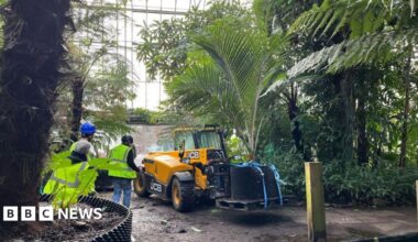 A yellow JCB is in the centre of the hot house with palm trees all around it. There are two people in high vis clothing.