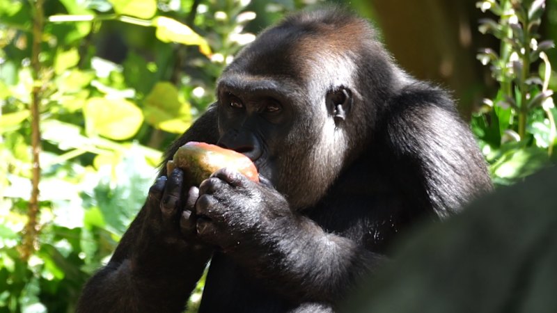 BoM issues severe weather warnings as temperatures soar above 40 in Victoria; extreme bushfire risk declared for Wimmera; Adelaide, Perth, Hobart swelter