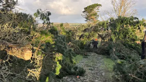 Darren Little/PA A landscape image of trees that have fallen down either side of a stone path. Two people can be seen on the path