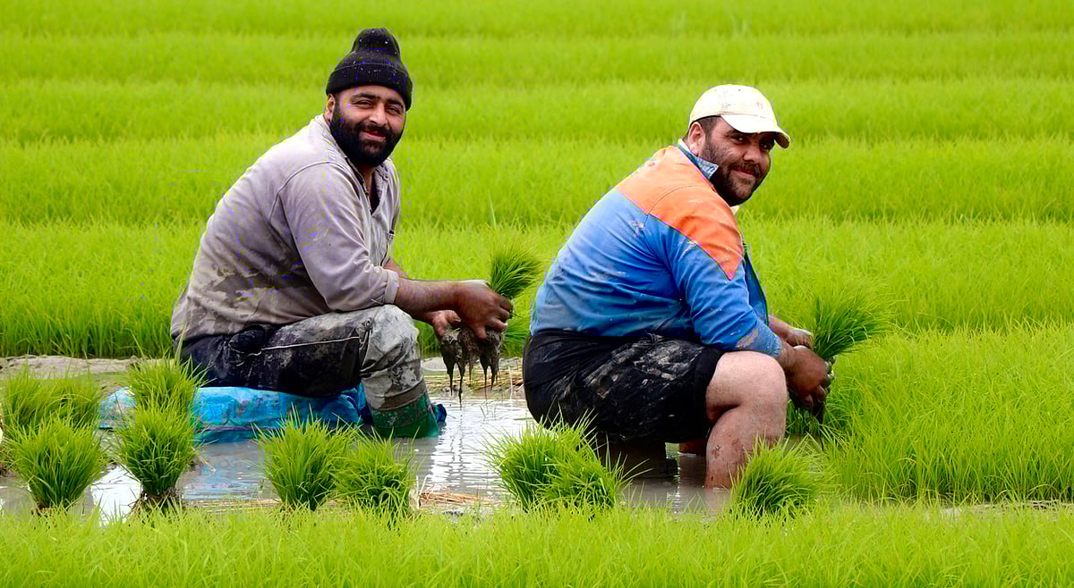 Geopolitical Tensions and Food Trade: Navigating Non-Substitutable Social Impacts