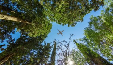 airplane flying above trees in a forest