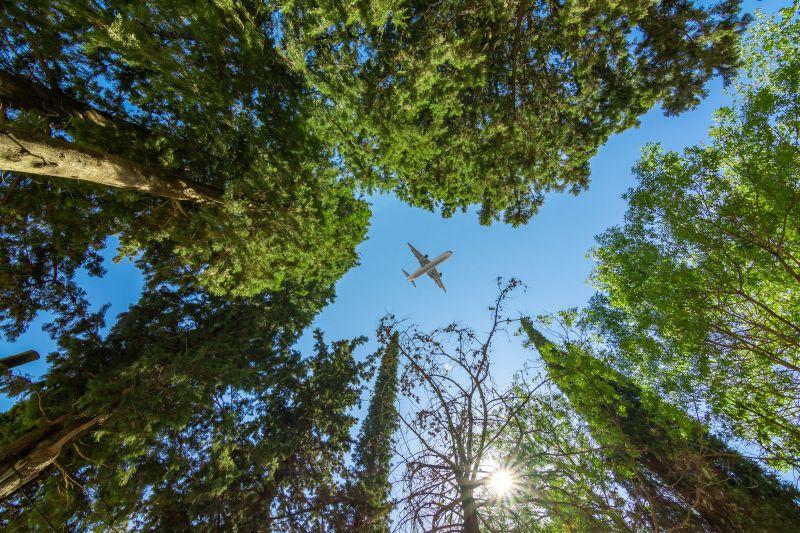 airplane flying above trees in a forest