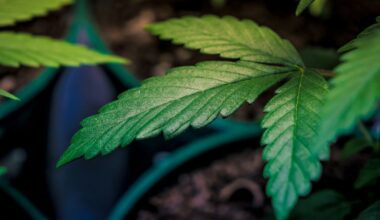 New Rules for the Cultivation and Possession of Cannabis in the Czech Republic