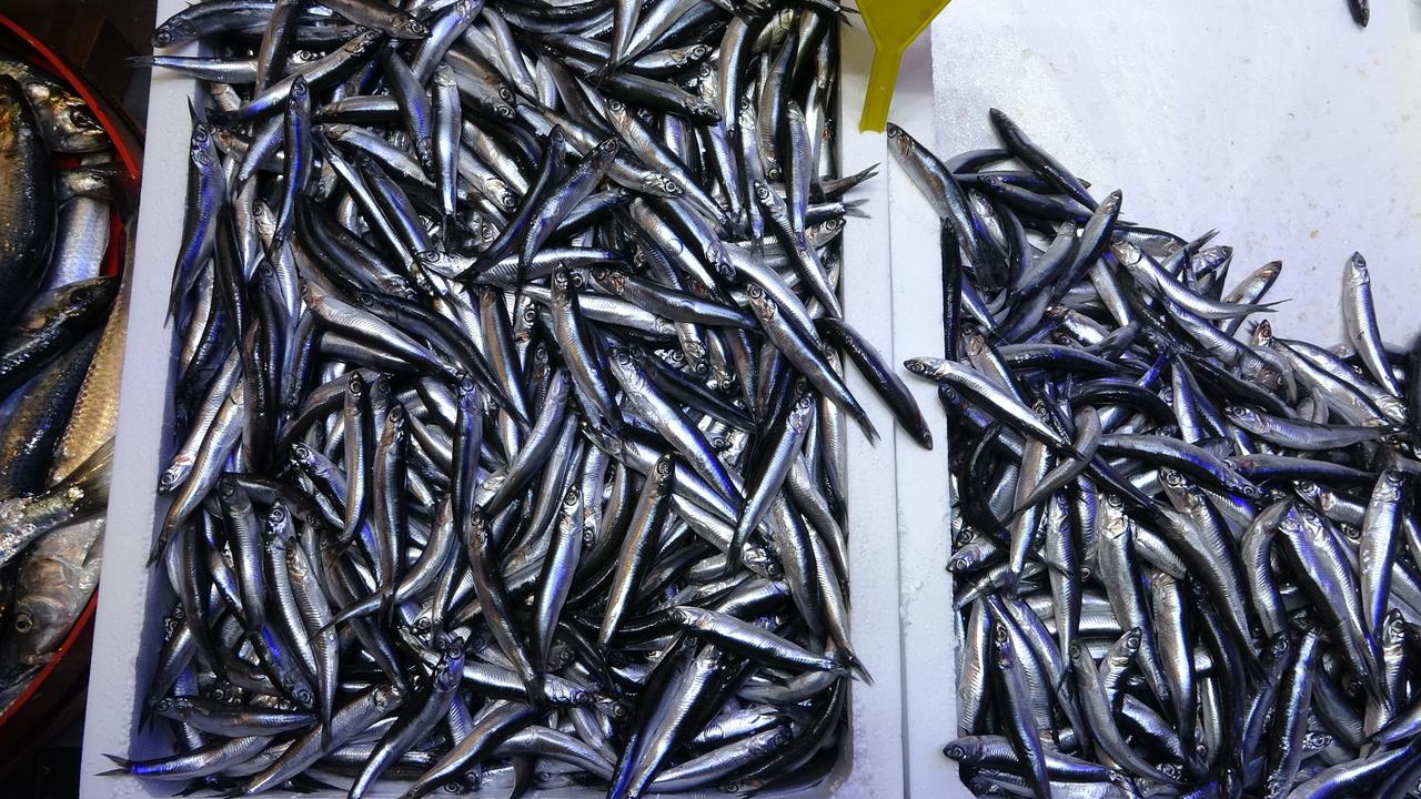 Fresh anchovies displayed at a fish market in Türkiye, reflecting strong demand for the species in domestic and export markets, Trabzon, Türkiye, January 7, 2025. (IHA Photo)