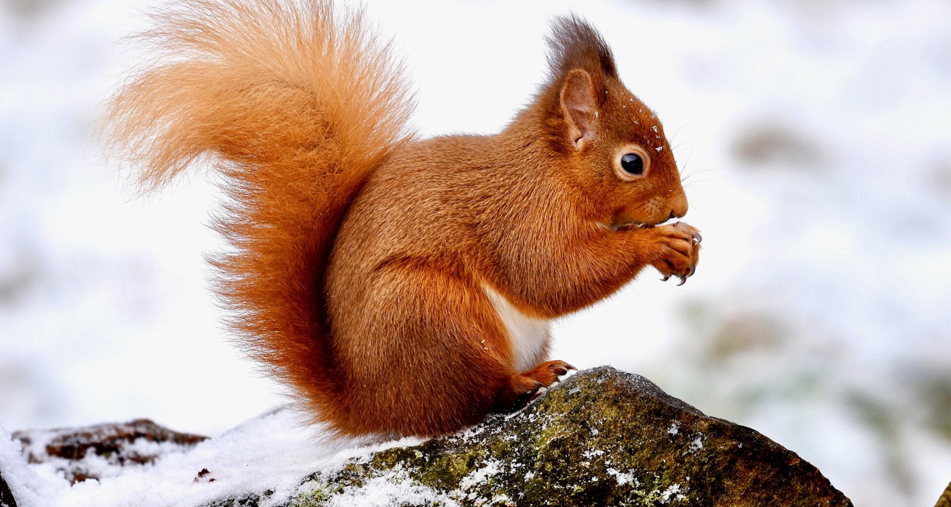 Happy New Year from me and this little guy from the Cairngorms 🏴󠁧󠁢󠁳󠁣󠁴󠁿