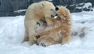 Polar Bear Cubs See Snow for the First Time at Hungarian Zoo, and Their Playtime Is Pure Joy