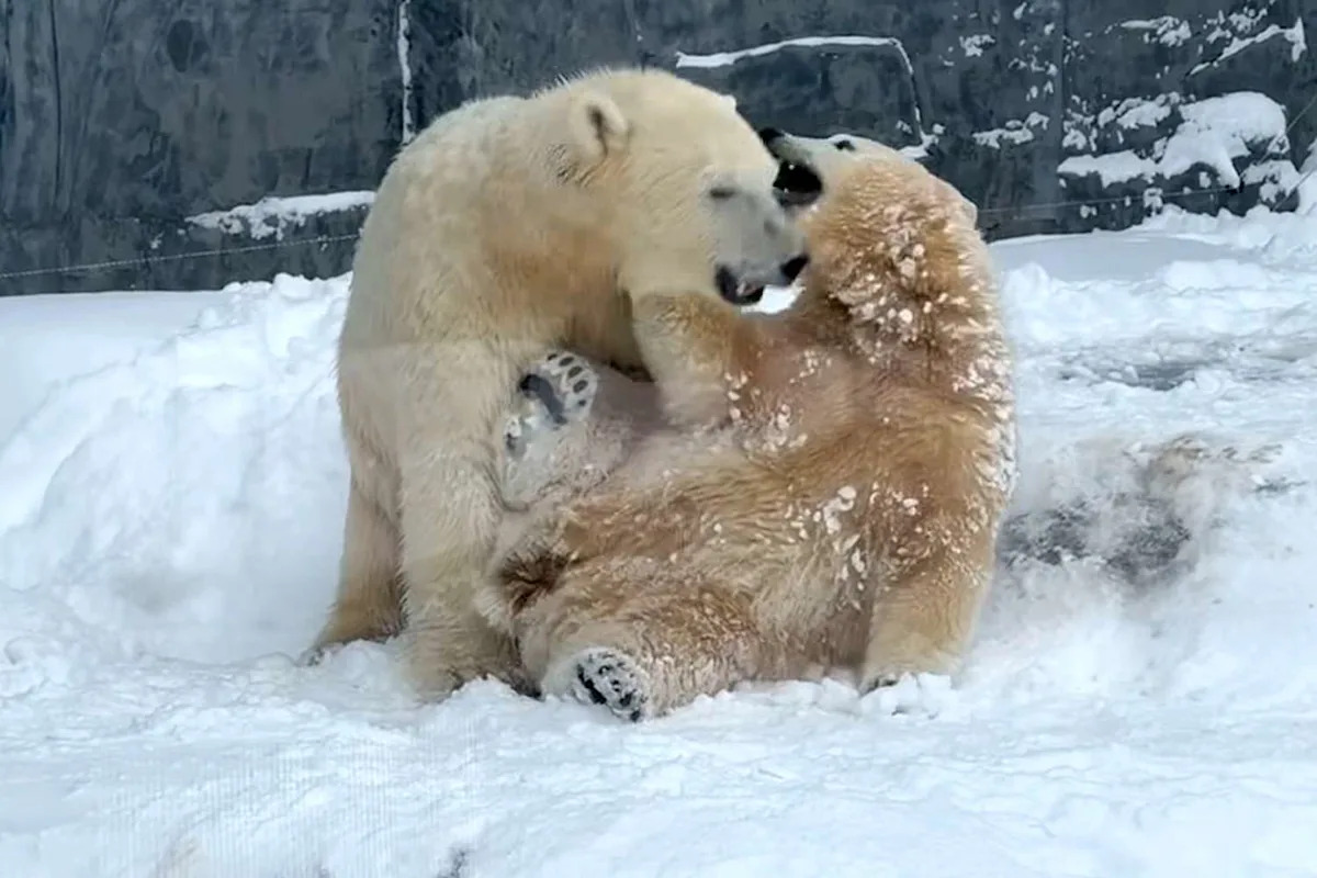 Polar Bear Cubs See Snow for the First Time at Hungarian Zoo, and Their Playtime Is Pure Joy