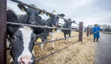 Belarus to Raise More Bull Calves for Meat