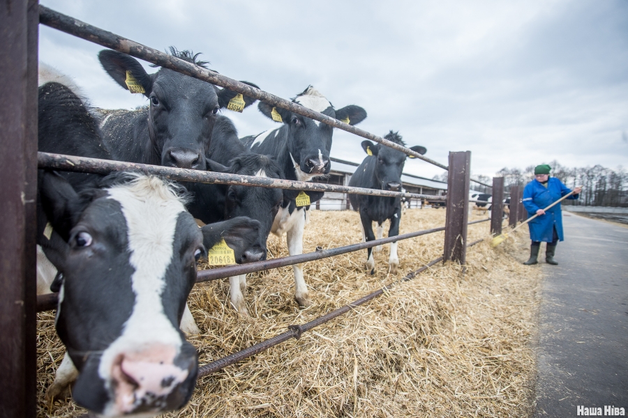 Belarus to Raise More Bull Calves for Meat