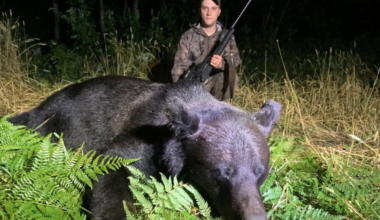 In the past year, hunters in Belarus shot 39 bears