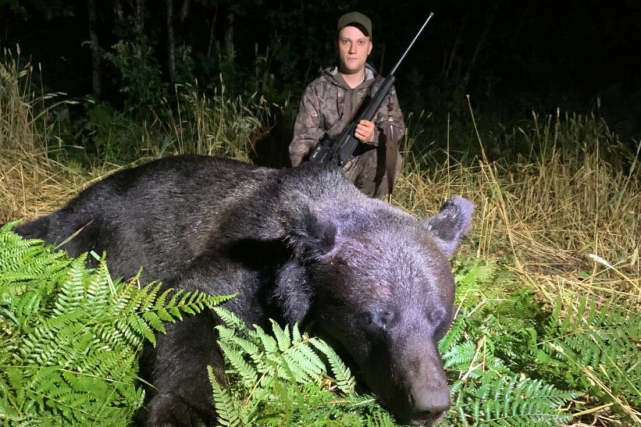 In the past year, hunters in Belarus shot 39 bears