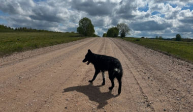 A service for finding lost pets launched in Belarus