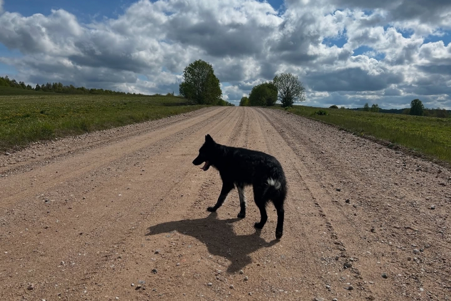 A service for finding lost pets launched in Belarus