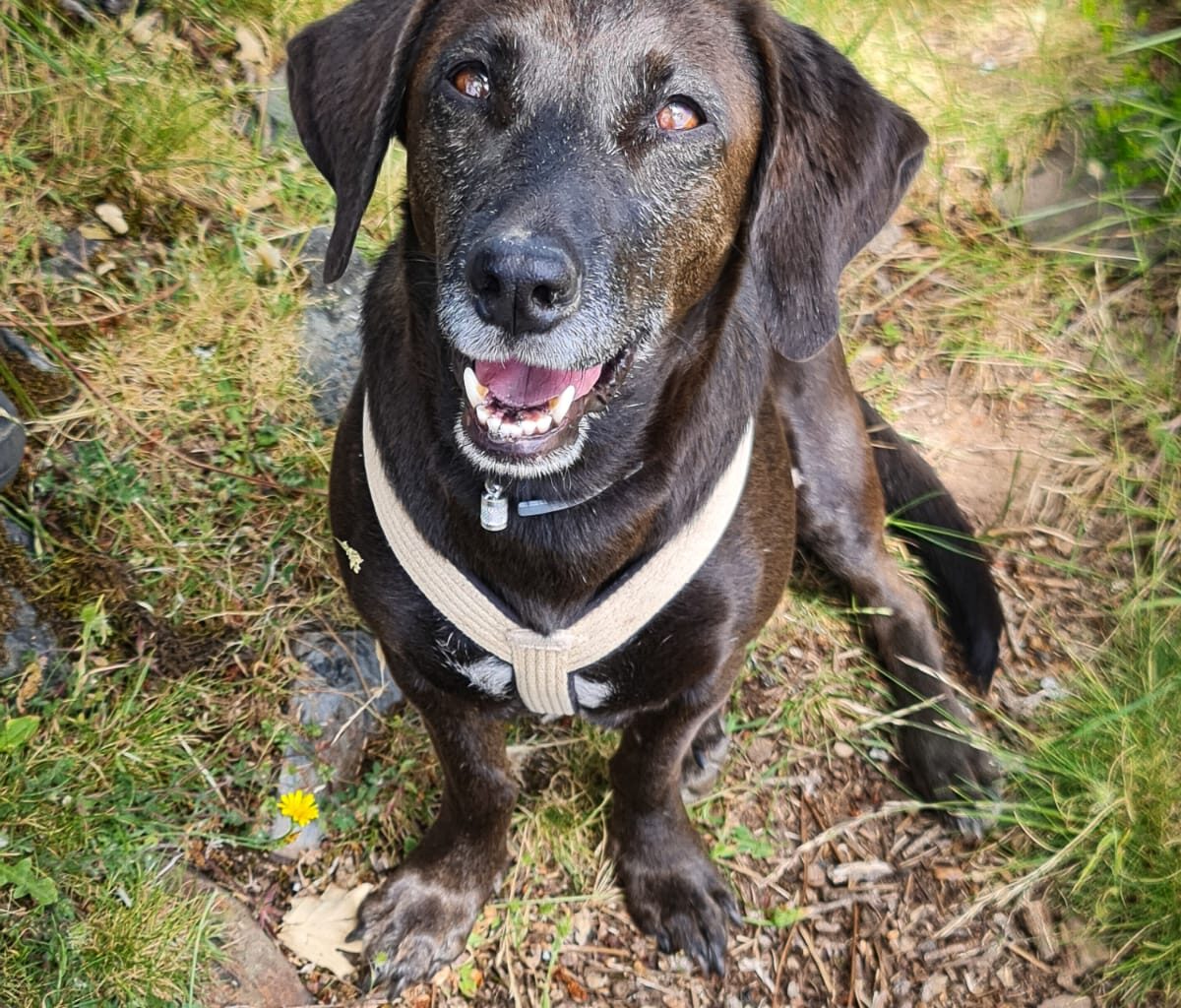 cover Meet Oli, Cyprus’ most travelled dog