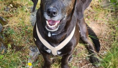 cover Meet Oli, Cyprus’ most travelled dog