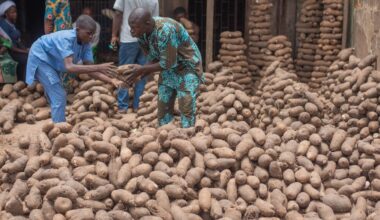 Nigerian farmers talk about how climate change is affecting staple food crops – and what can help