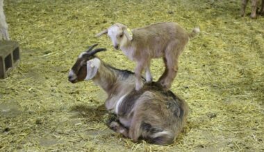 Goats playing with one another.