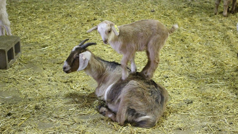 Goats playing with one another.