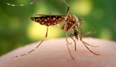 Health officials warn the public about the increase in the number of dengue and chikungunya cases in Lucas do Rio Verde