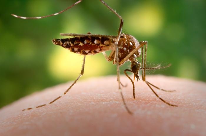 Health officials warn the public about the increase in the number of dengue and chikungunya cases in Lucas do Rio Verde