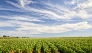 Potato Field in rural Prince Edward Island, Canada